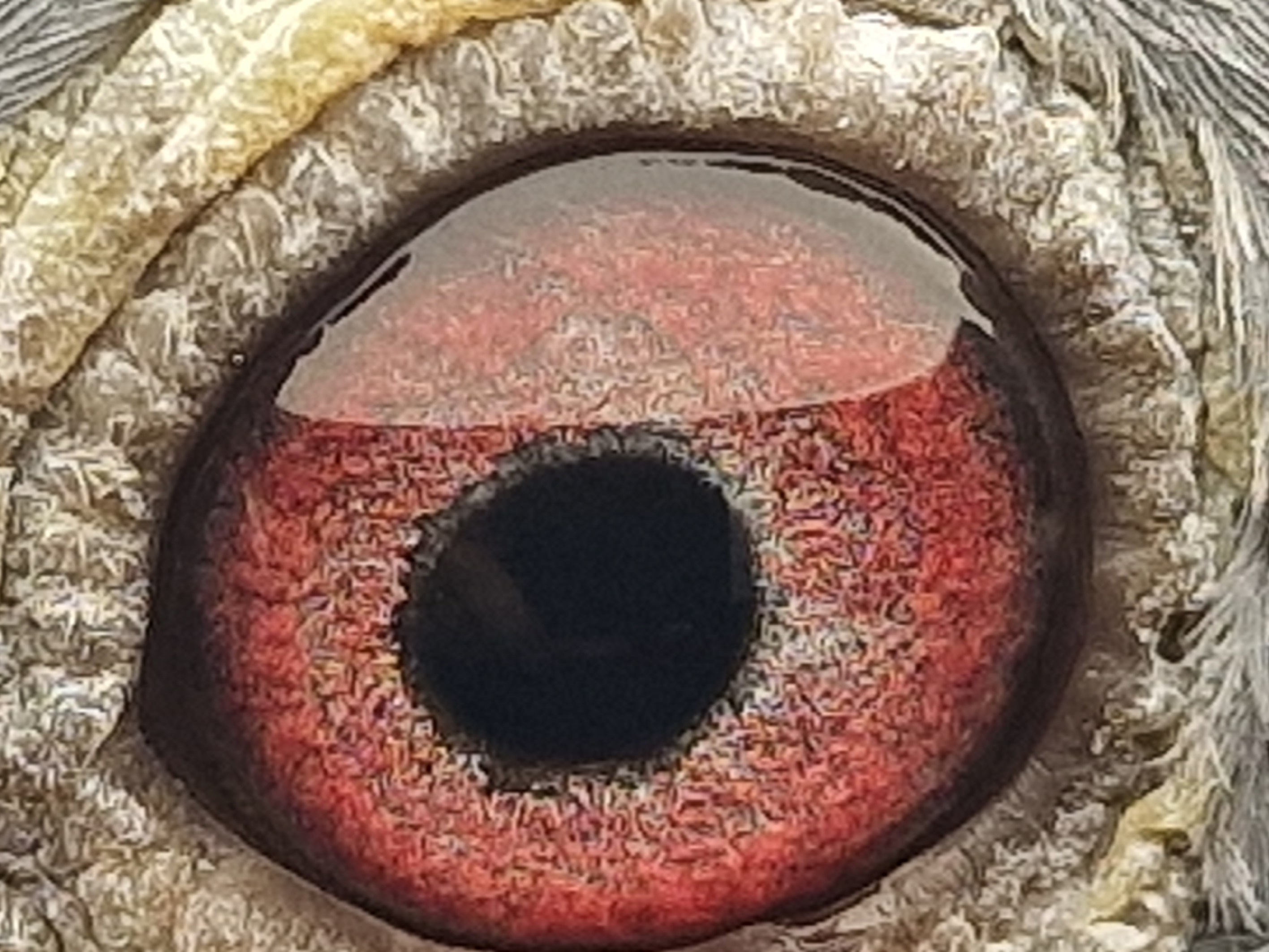 Pigeon eye